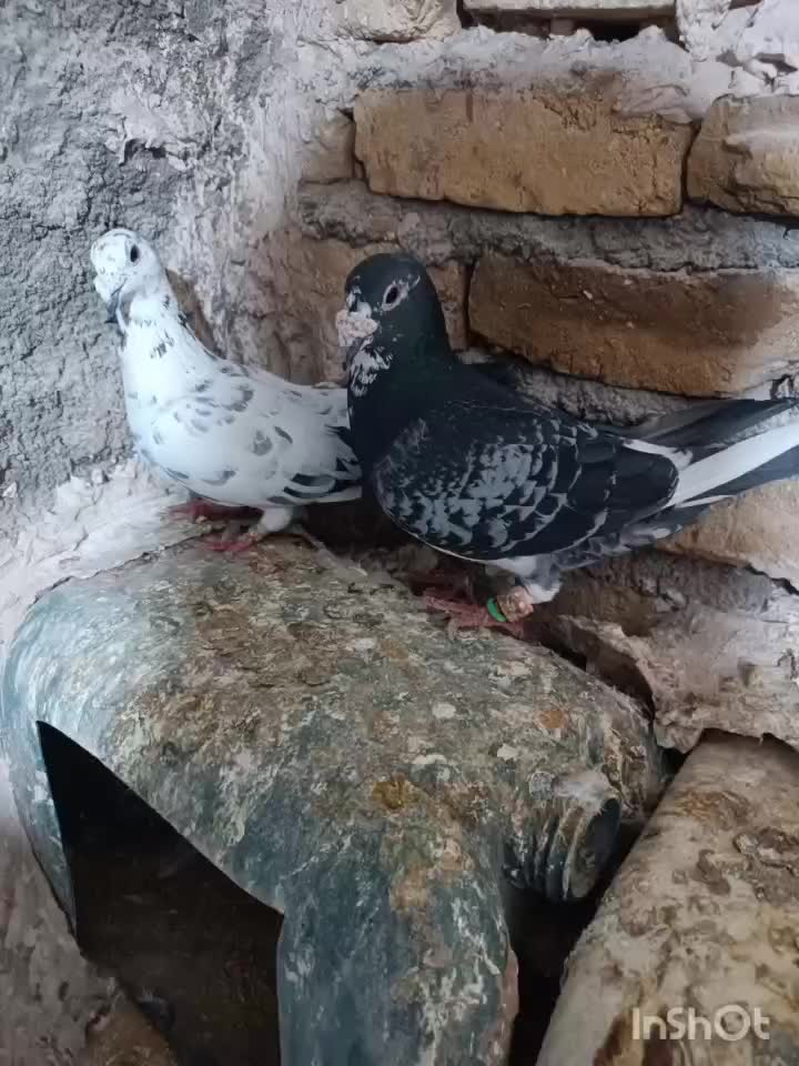 کفتر|لوازم سرویس بهداشتی|تربت‌حیدریه, پائین ولایت|دیوار