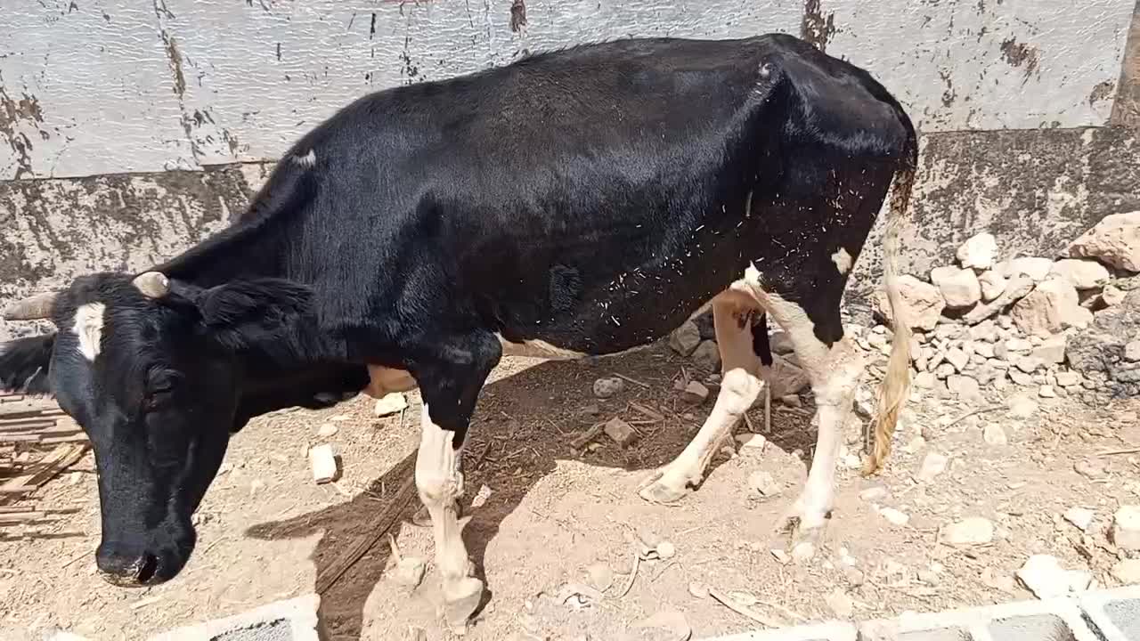 گاو|حیوانات مزرعه|کوهدشت, |دیوار