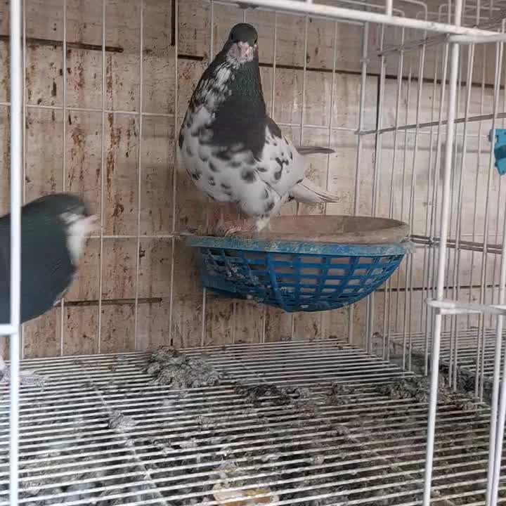 کبوتر شهری|پرنده|شیراز, دشت چنار|دیوار