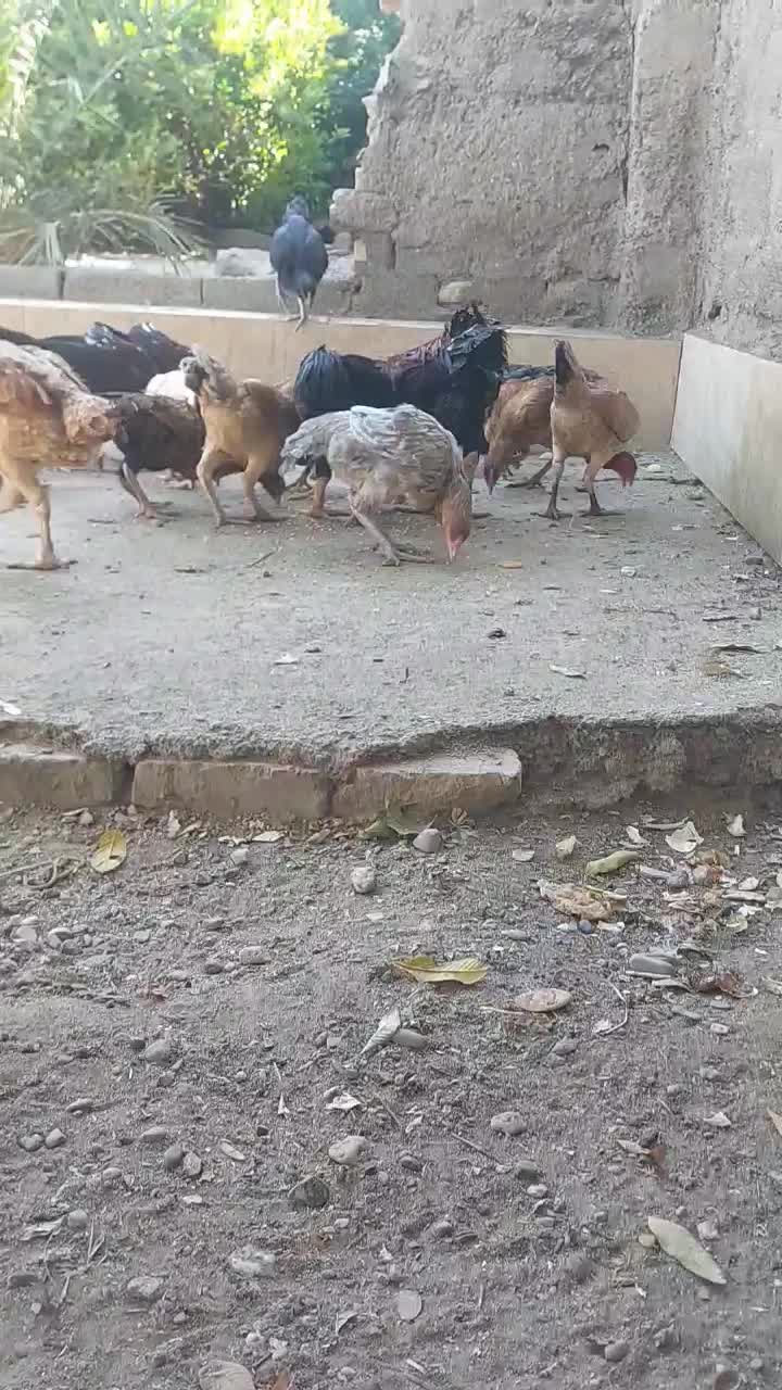 خروس مرغ وجوجه خروس|حیوانات مزرعه|میناب, |دیوار