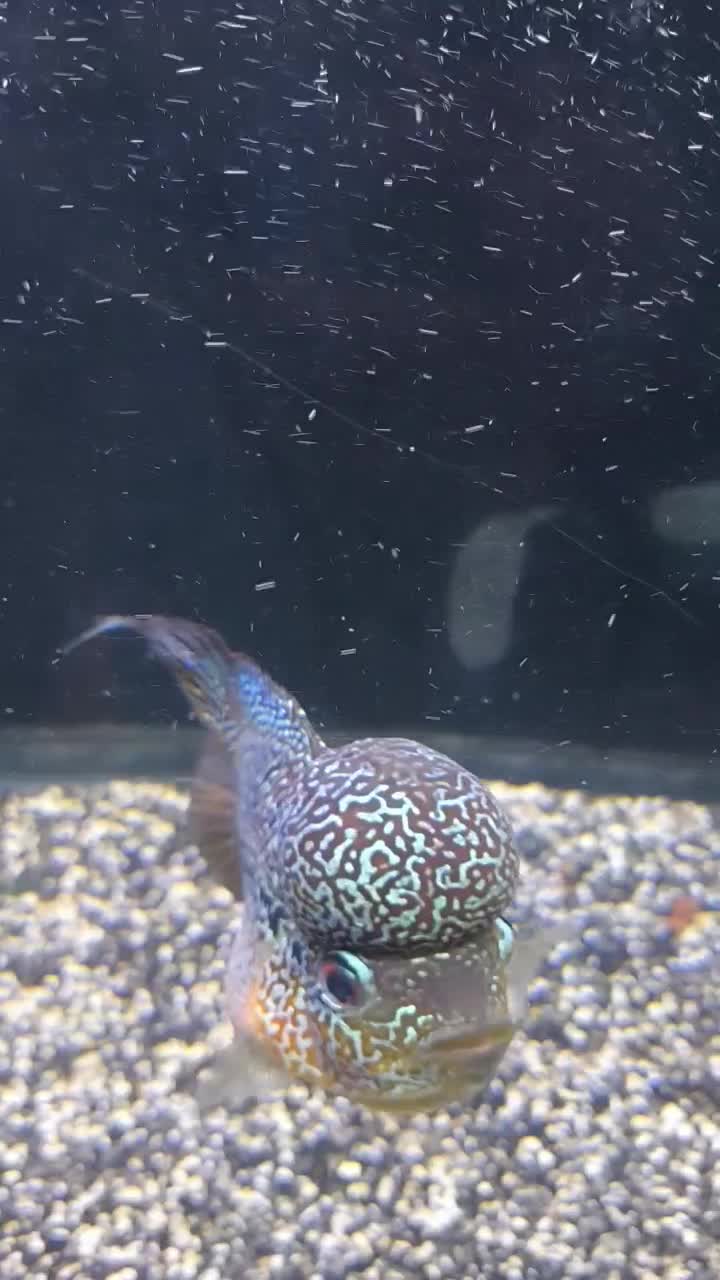 فلاور|ماهی|قم, امامزاده ابراهیم|دیوار