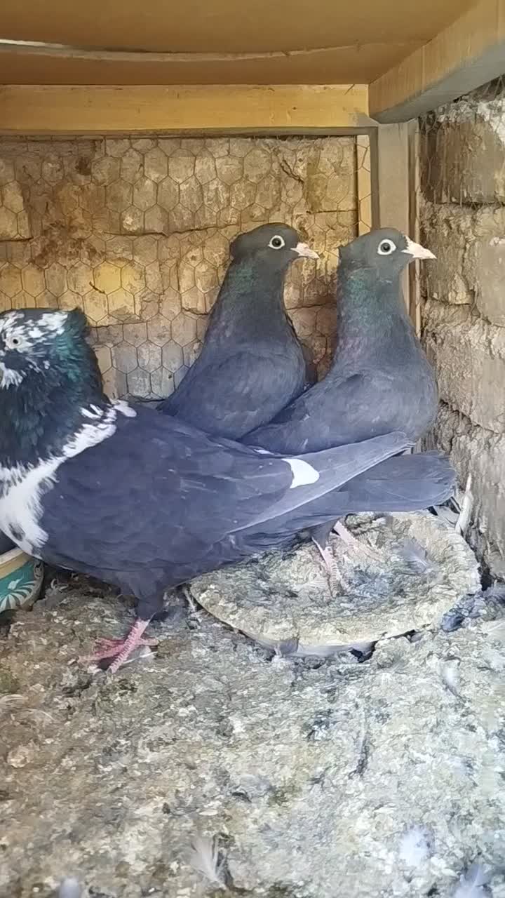 کبوتررنگی|پرنده|رونیز, |دیوار