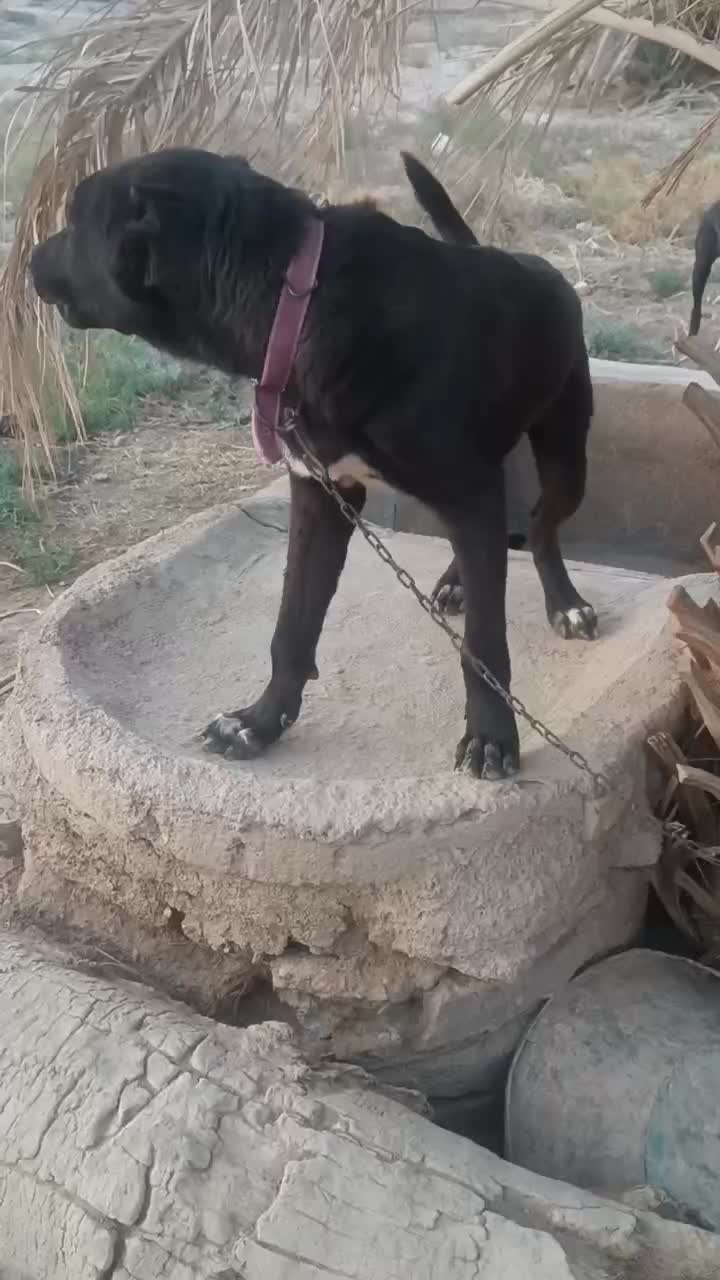 توله سگ|سگ|طبس, |دیوار