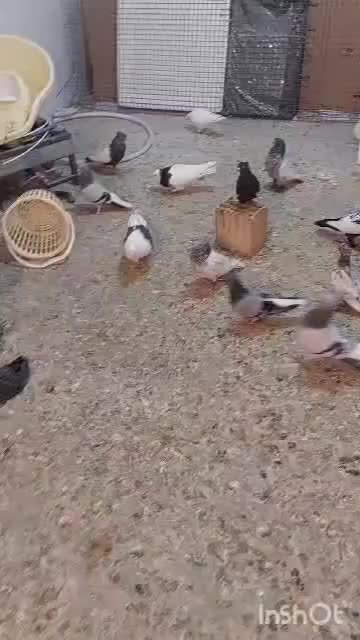 کبوتر(کفتر)بهبهانی|پرنده|مرودشت, شهرک مهدیه|دیوار