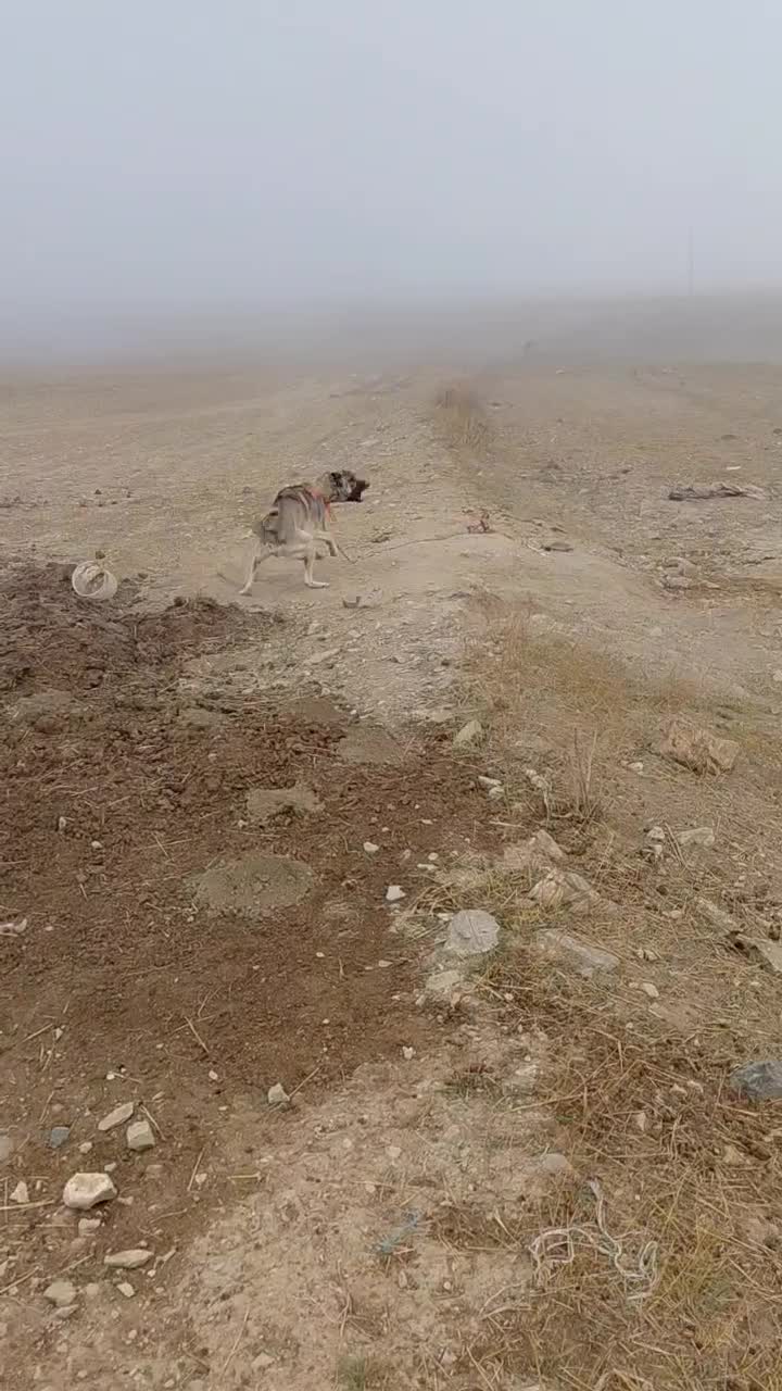 سگسرابی|سگ|گرمادوز, |دیوار