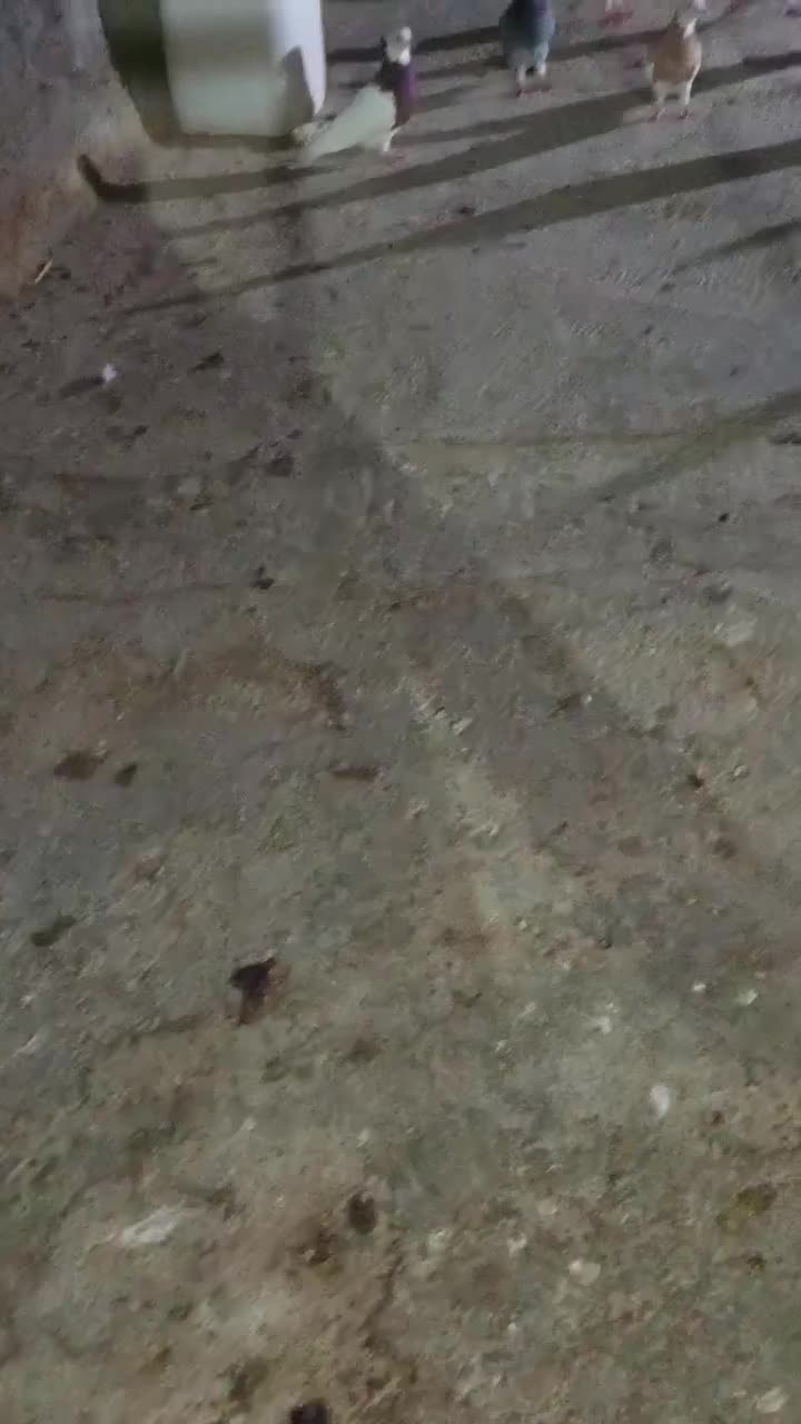 کفتر پرشی|پرنده|زبرخان, |دیوار