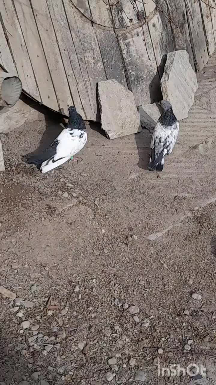 کله|پرنده|شیروان (خراسان), |دیوار