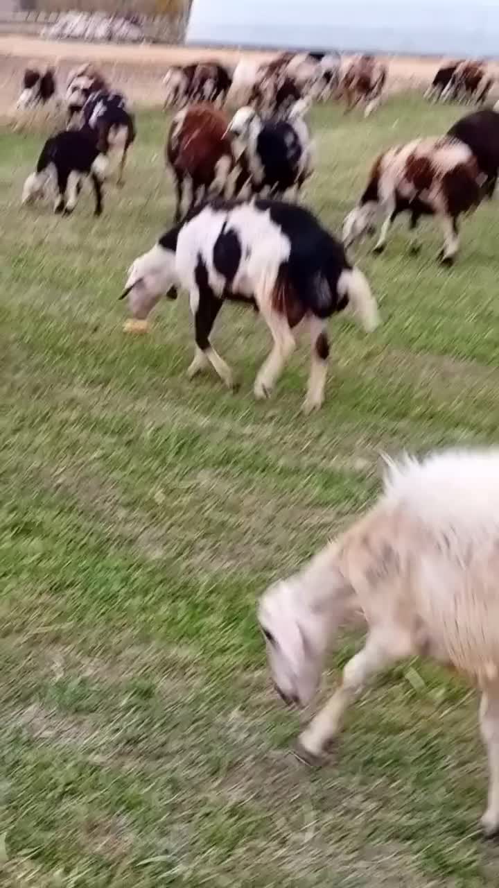 بره قوچ پلنگی خال سیاه و پوست گاوی|حیوانات مزرعه|بروجرد, |دیوار