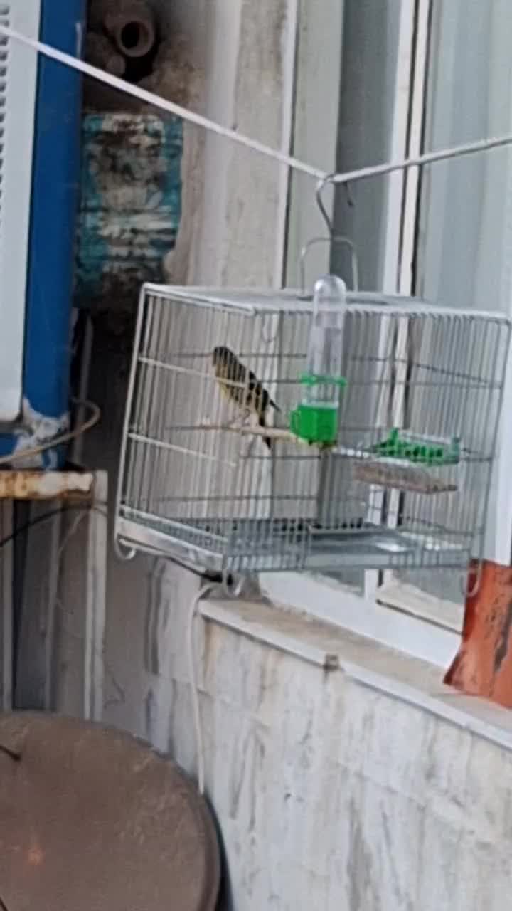 سهره قناری نازار مست مست|پرنده|بروجرد, |دیوار