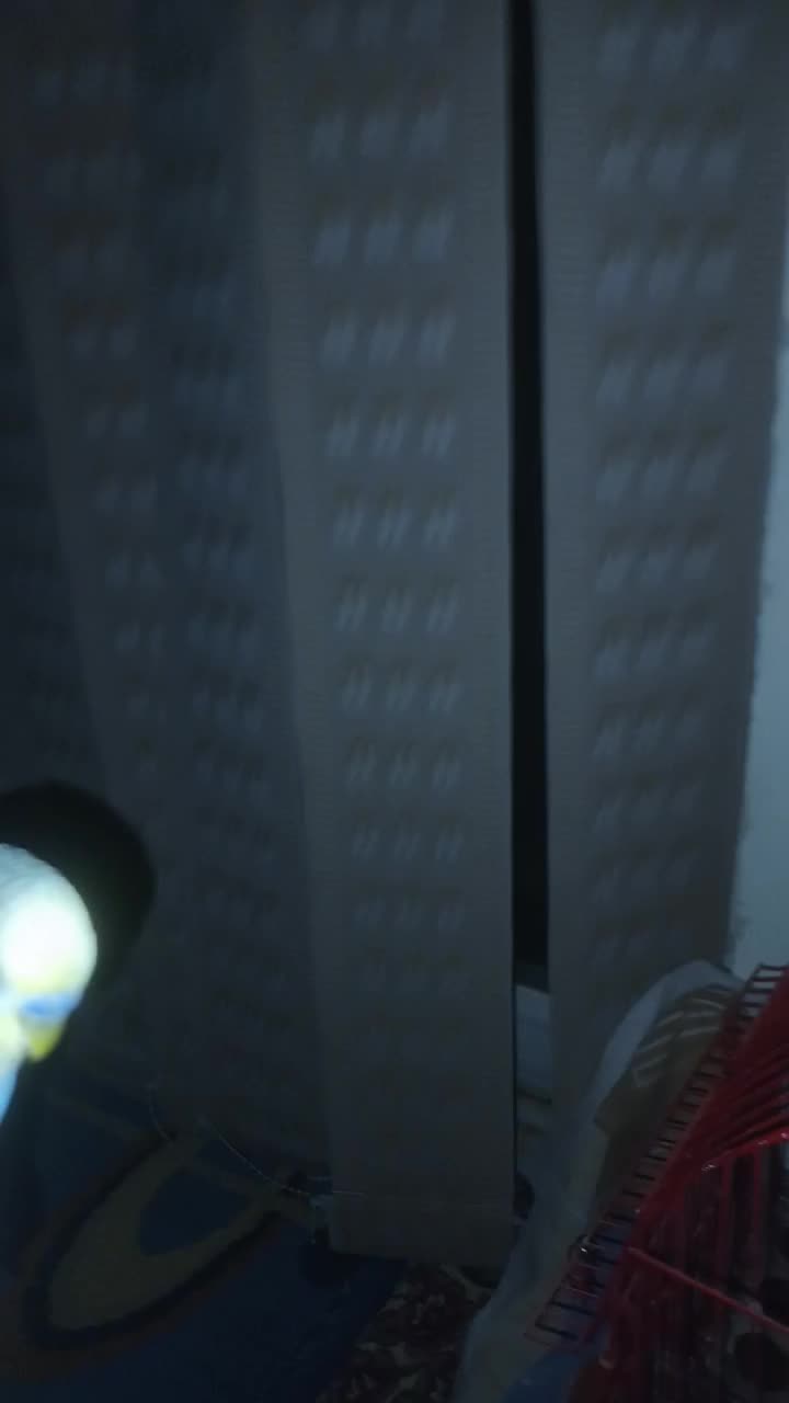 مرغ عشق دست مولد|پرنده|شاهینشهر, مسکن مهر|دیوار