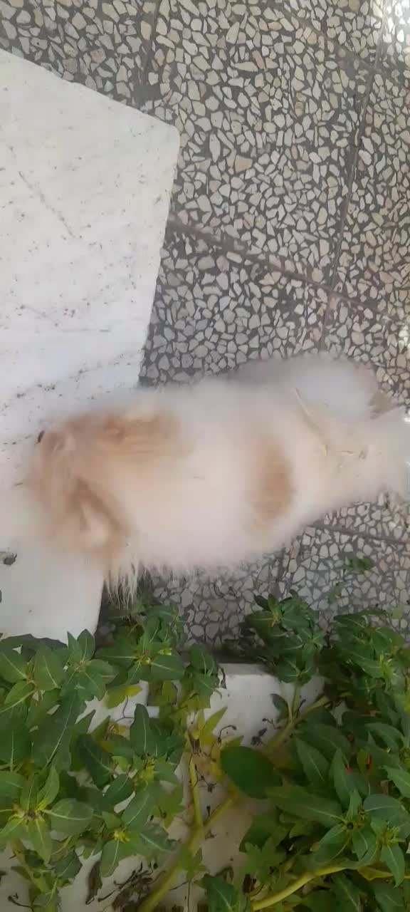 پامرانین خرسی|سگ|کاشان, شهدا|دیوار