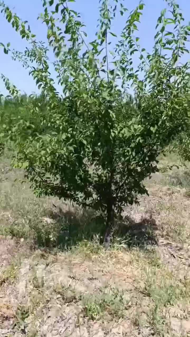 نهال درختهای شاخه دار تنومند پیش فروش برای پاییز|خدمات باغبانی و درختکاری|شیراز, ویلاشهر|دیوار