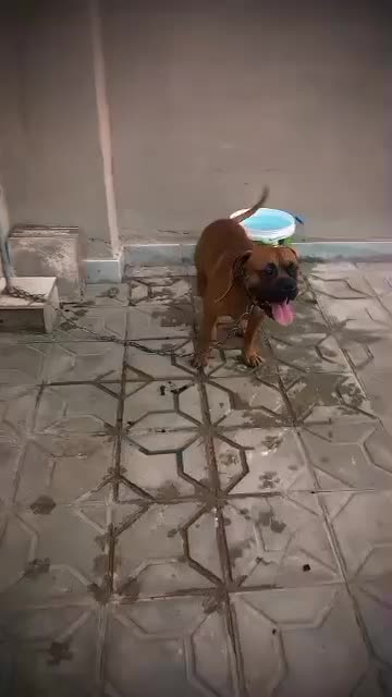 باکسر المانی پیتبول،ژرمن،پامر،پاکوتاه،مالینویز|سگ|کرمان, |دیوار