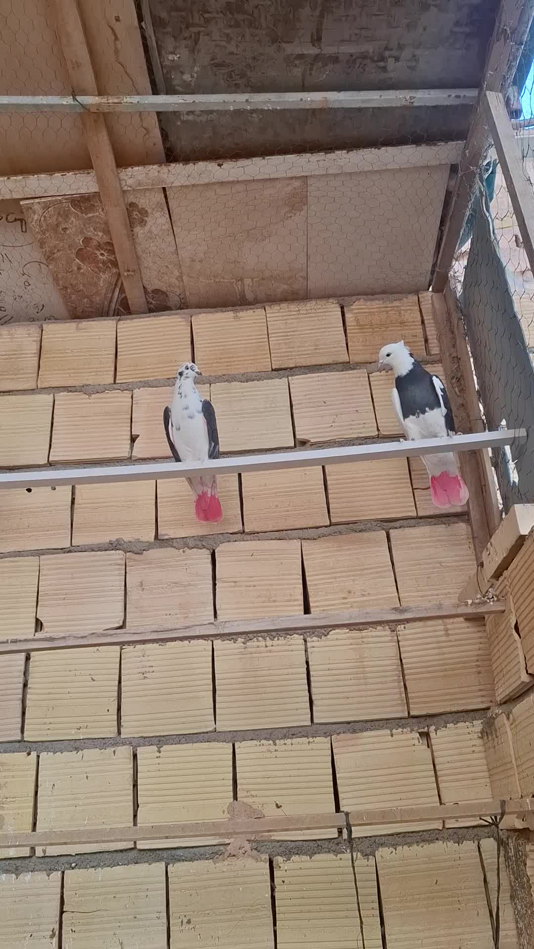 طوقی|پرنده|میبد, |دیوار