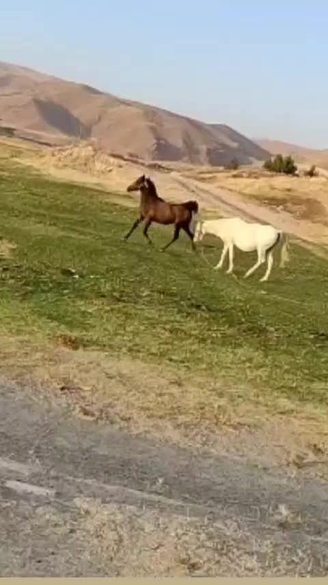 اسب|اسب و تجهیزات اسبسواری|خرمآباد, |دیوار