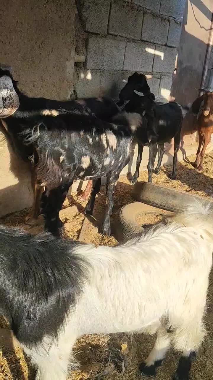 پنج بزنجدی ودوعددبزنردرشادگان|حیوانات مزرعه|شادگان, |دیوار