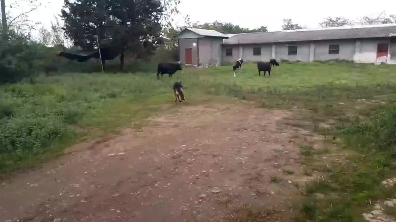 گمشده|حیوانات|فومن, |دیوار