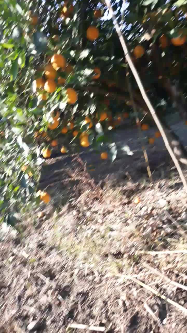 پرتقال تامسون تناژ|عمده‌فروشی|کردکوی, |دیوار