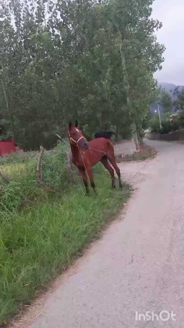 مادیان کرد ۱۸ ماه سر دم گیر|اسب و تجهیزات اسب‌سواری|ماسال, |دیوار