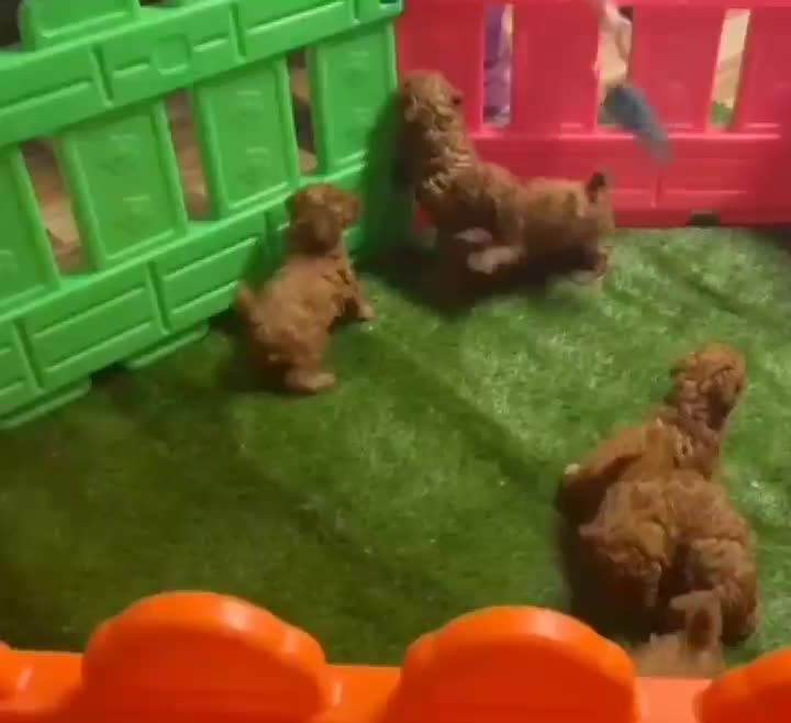 توی پودل / تیکاپ واقعی / نر و ماده|سگ|تهران, تهرانسر غربی|دیوار