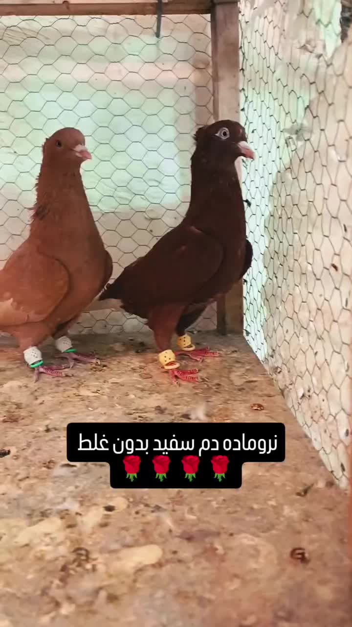 کبوتر|پرنده|مشهد, انصار|دیوار