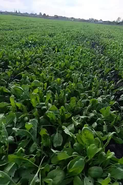 سبز خوردن|خوردنی و آشامیدنی|خان ببین, |دیوار