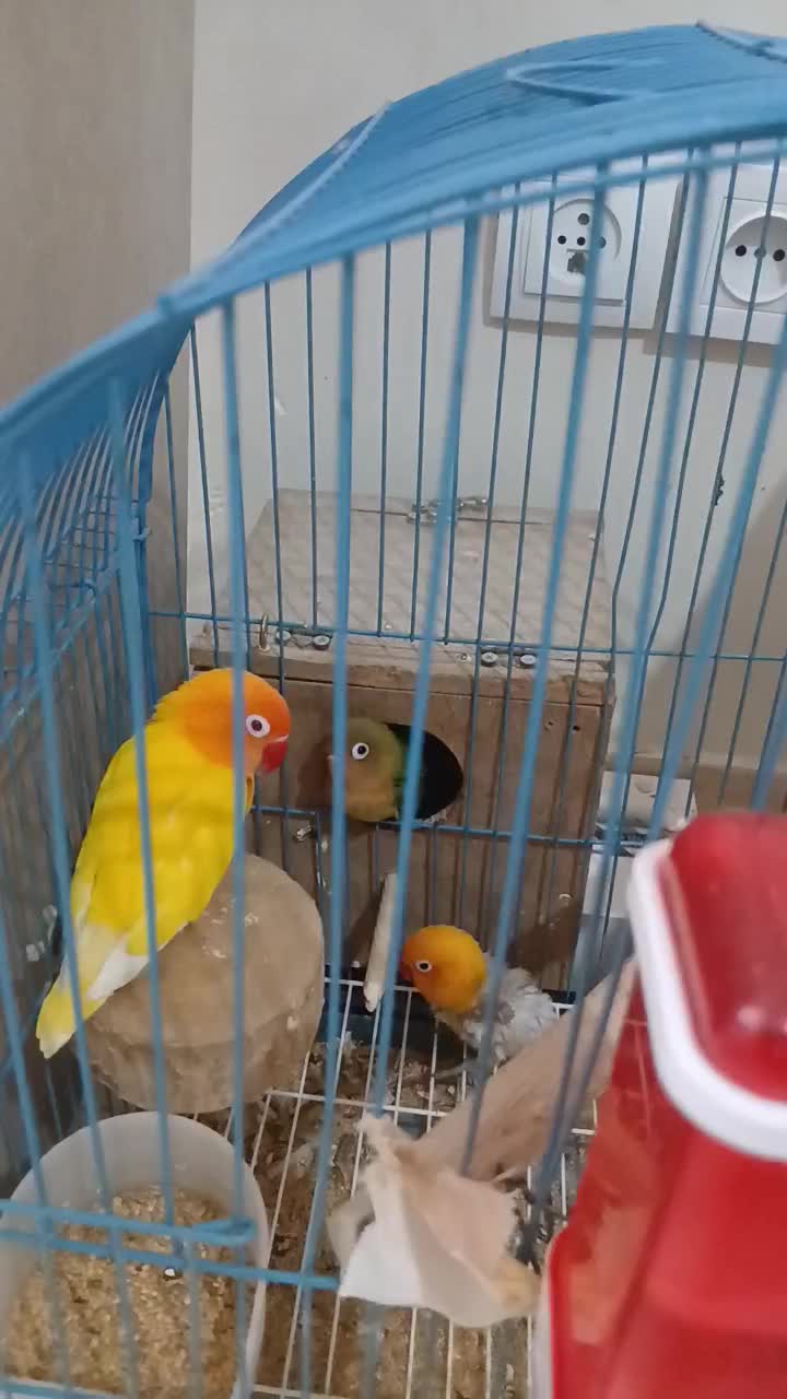 طوطی برزیلی|پرنده|پردیس, فاز ۸|دیوار