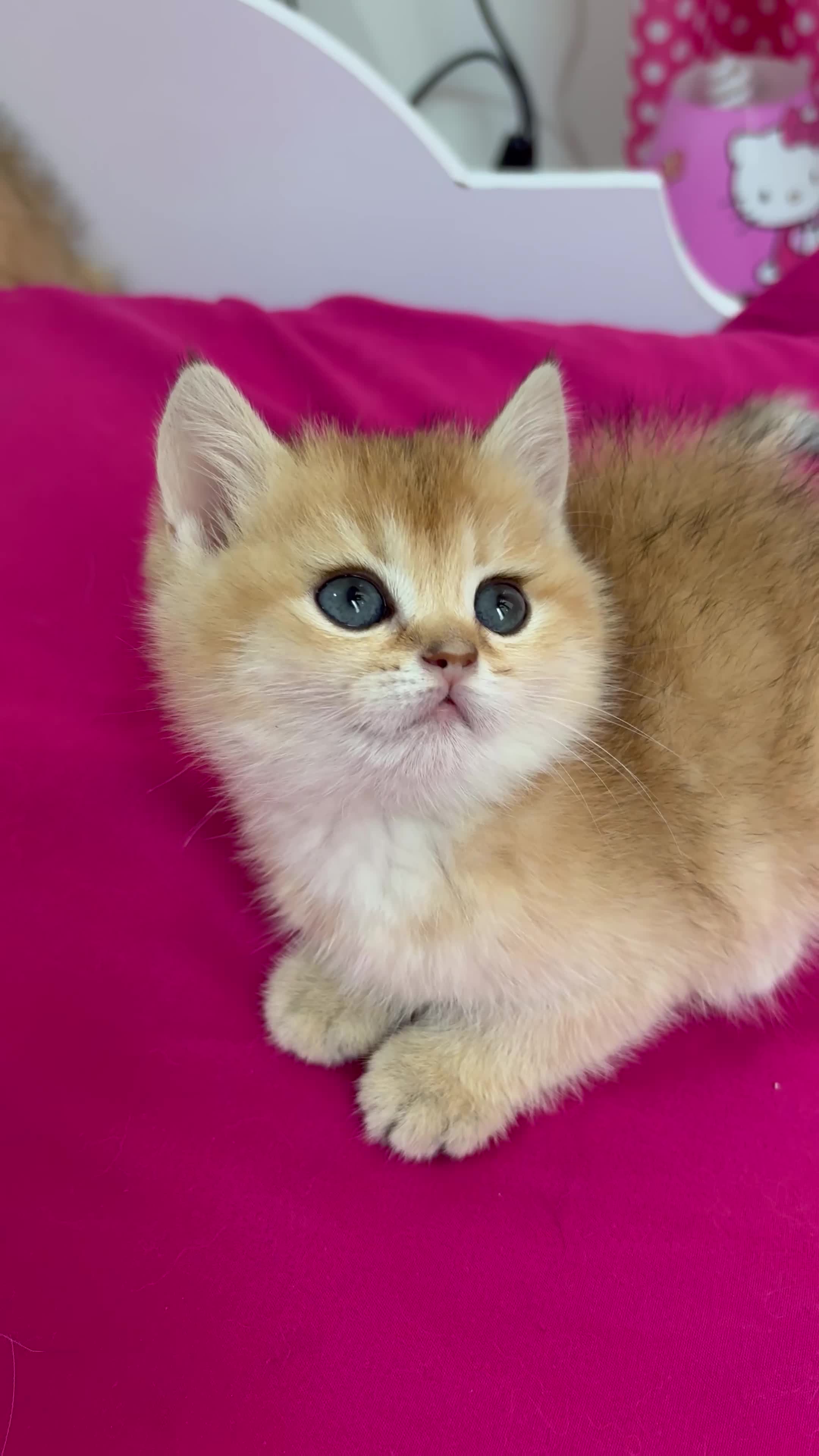 گربه کوچولو|گربه|تهران, تهرانسر شرقی|دیوار