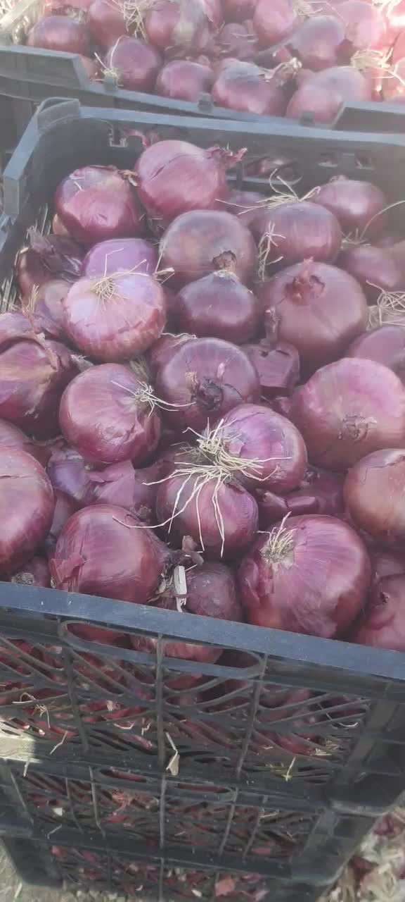 فروش پیاز قرمز درجه یک|عمدهفروشی|طسوج, |دیوار