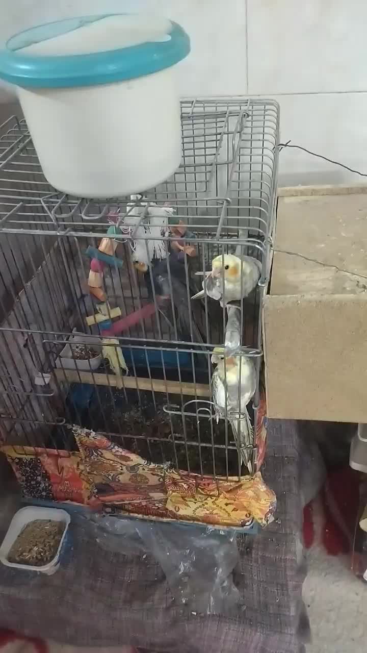 عروس هلندی|پرنده|اردکان, |دیوار