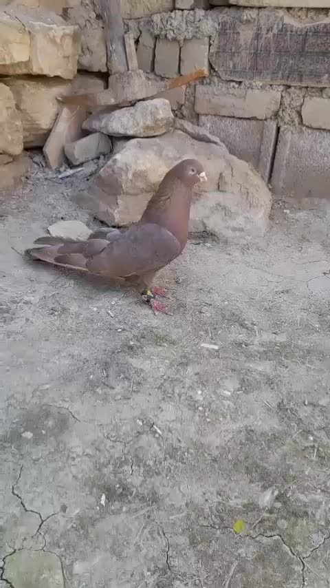 ۱۲۳|پرنده|سیاهکل, |دیوار