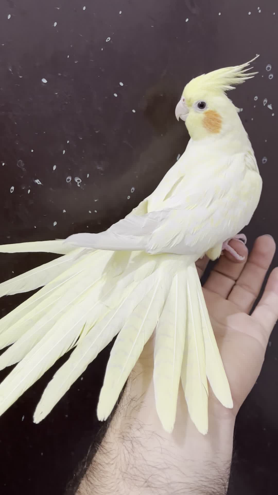 عروس هلندی لوتینو ماده لوتینو زعفرنی رام آلبینو|پرنده|تهران, شکوفه (عبدل آباد)|دیوار