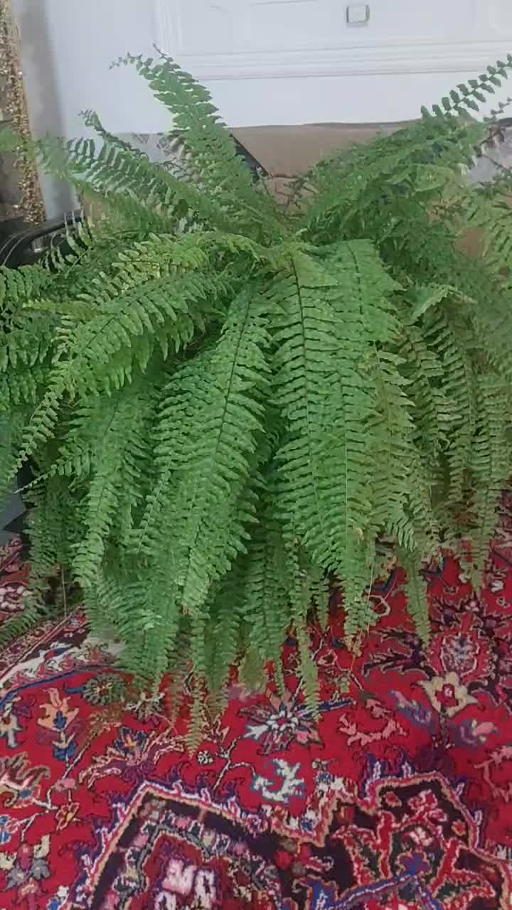 سرخس|گل و گیاه طبیعی|اهر, |دیوار
