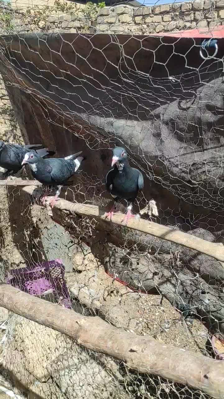 کبوتر پلنگ|پرنده|کشکوئیه, |دیوار