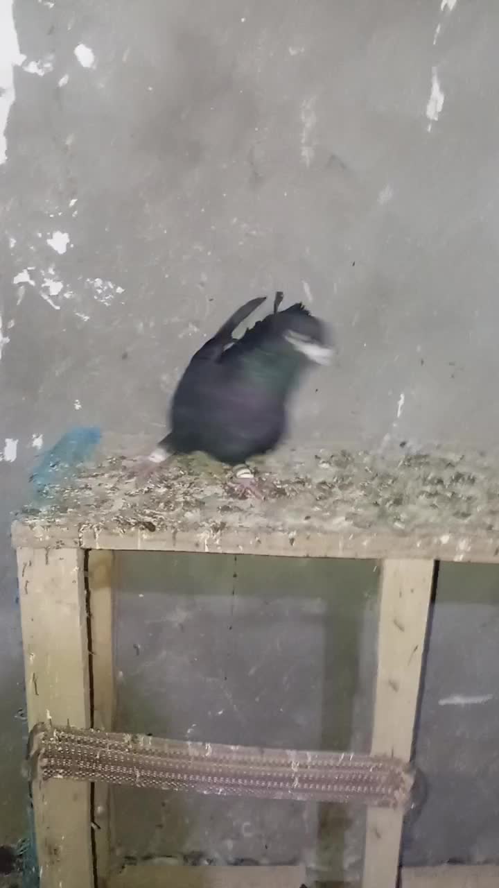 کبوتر زاغ زنگی سوسنگرد|پرنده|سوسنگرد, |دیوار