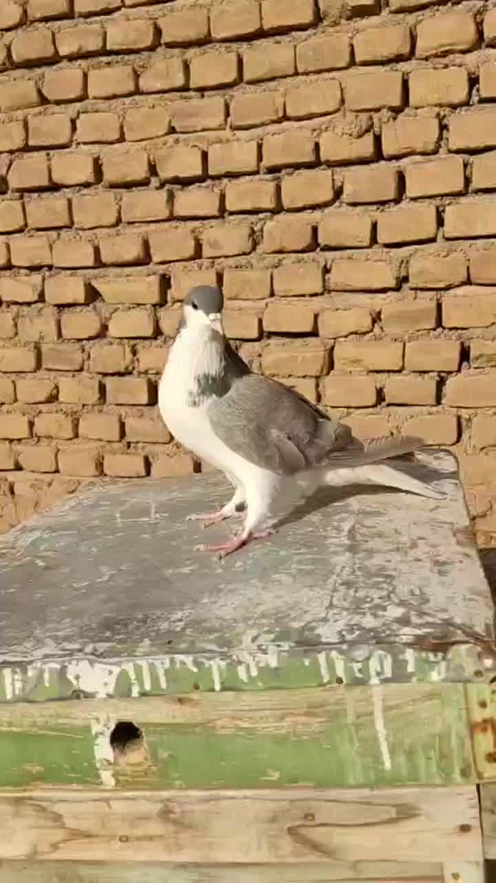 ساده|پرنده|شاهرود, |دیوار