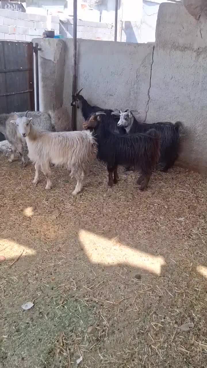 چپش بز وبزغاله|حیوانات مزرعه|پاکدشت, پاکدشت (مامازند)|دیوار