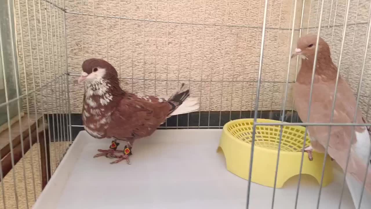 شهری چپ سرور|پرنده|صدرا-فارس, فاز ۱|دیوار