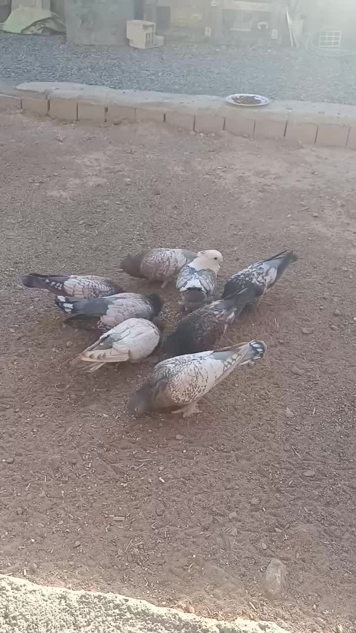 کبوتر طاووسی ساتن زینتی نقش جوجه|پرنده|اصفهان, کشاورزی|دیوار