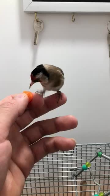 سهره|پرنده|دهگلان, |دیوار