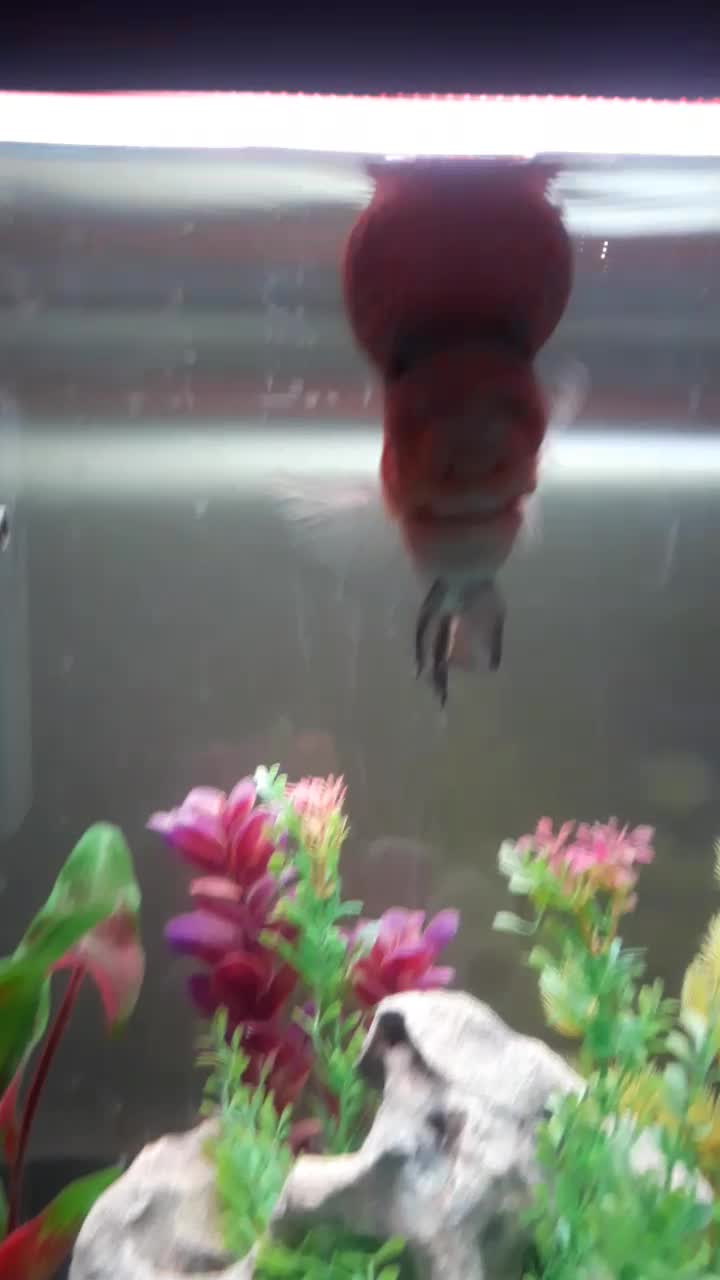 ماهی فلاور|ماهی|تهران, جوادیه|دیوار