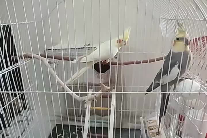 یک جفت عروس هلندی جوان|پرنده|اصفهان, فرودگاه شهید بهشتی|دیوار