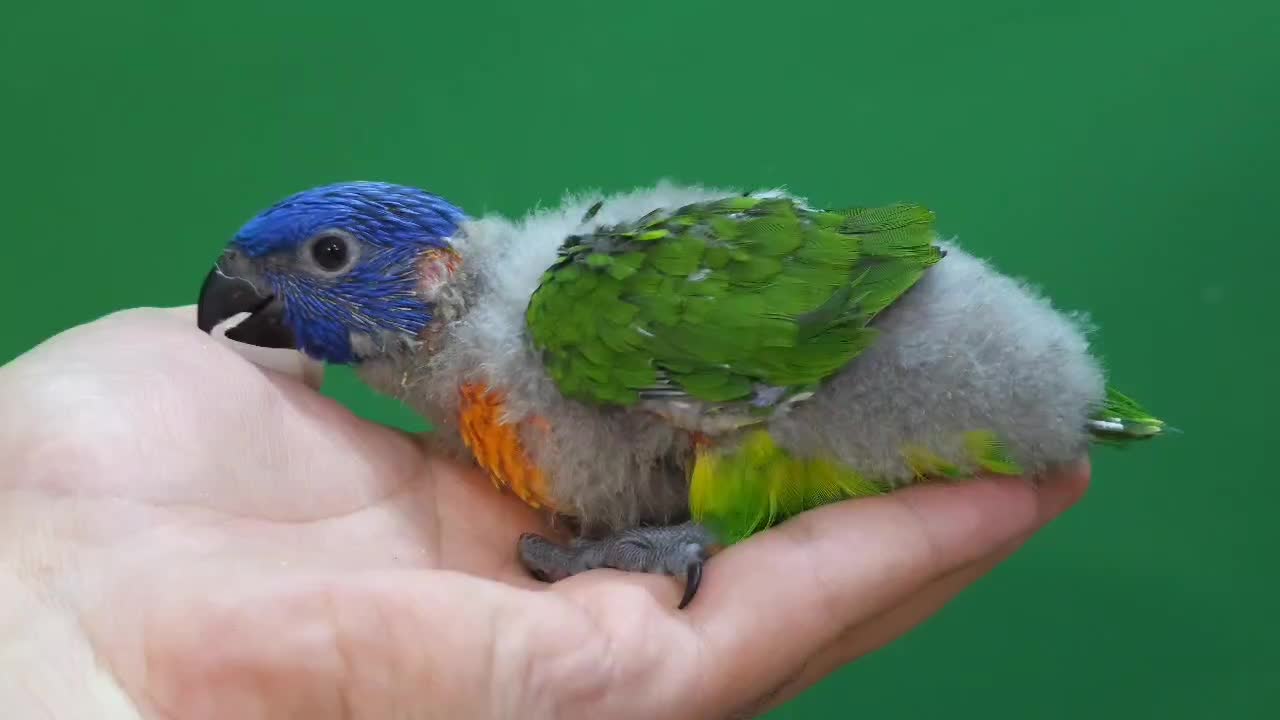 جوجه سرلاکی طوطی لوریکیت سینه نارنجی|پرنده|شیراز, شهرک امیر کبیر|دیوار