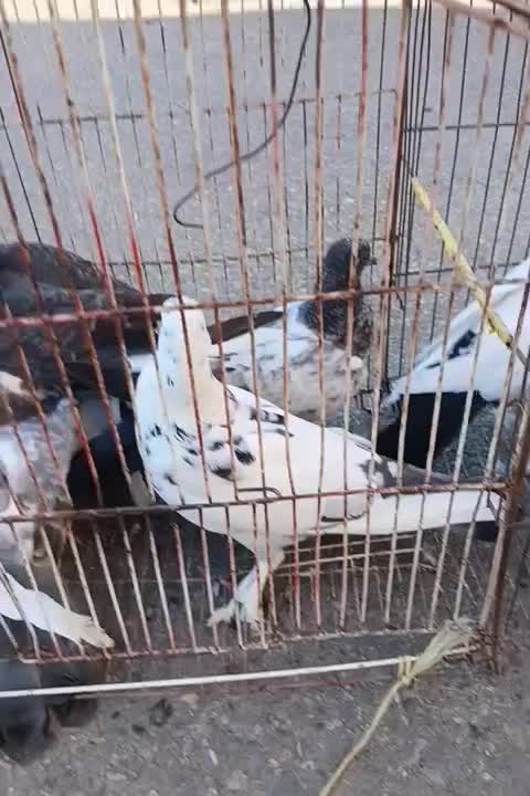 کبوتر پرشی قیمت عالی مرغ عشق|پرنده|نکا, |دیوار