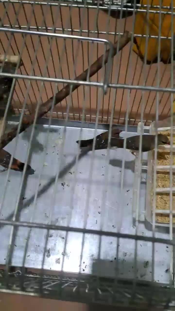 فنج توت فرنگی|پرنده|قرچک, باقرآباد|دیوار