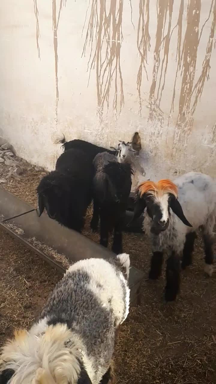 بره وبیگ|حیوانات مزرعه|مسجد سلیمان, |دیوار