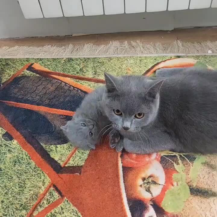 گربه اسکاتیش|گربه|مشهد, چهارچشمه|دیوار