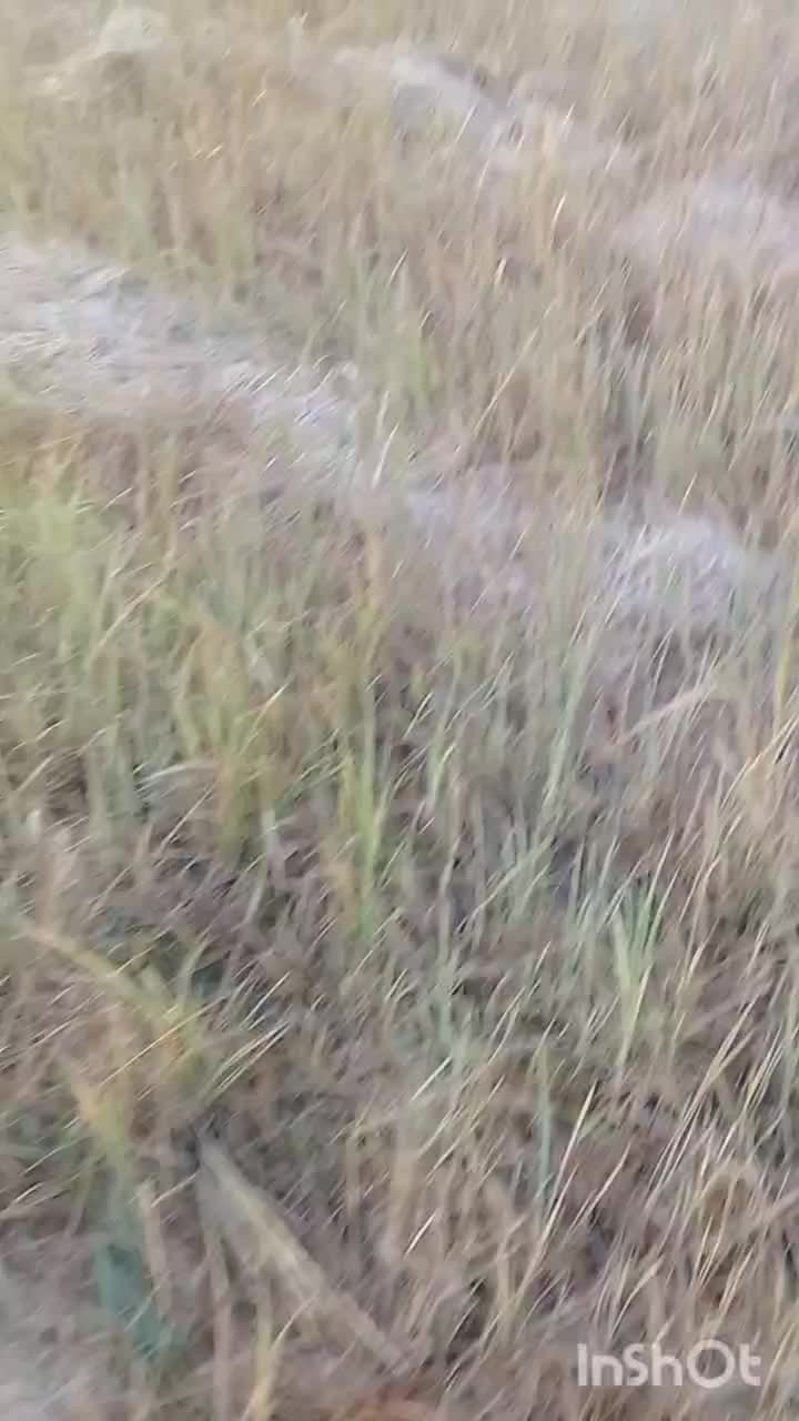 توله سگ شکاری لابرادور اصیل فول فول|سگ|لنگرود, |دیوار