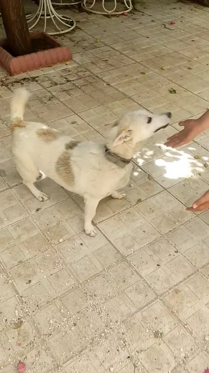 سگ خانگی پاکوتا|سگ|هشترود, |دیوار