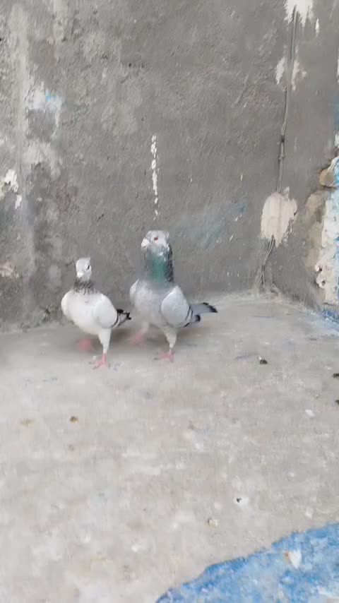 جفتگاه|پرنده|مشهد, انصار|دیوار